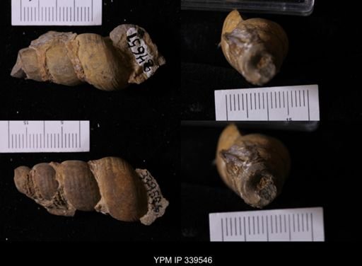 Melania wyomingensis