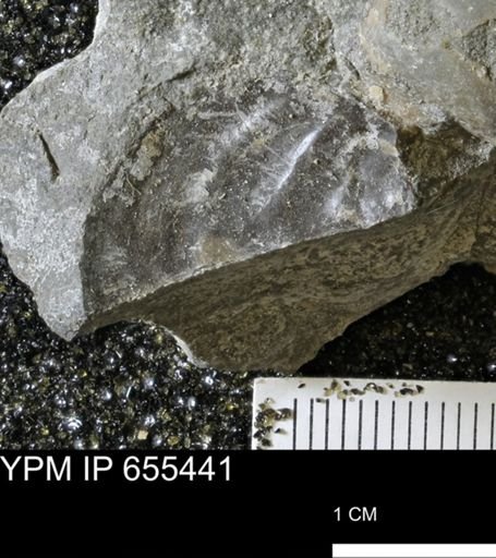 Inoceramus barabini