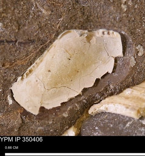 undet. Bivalvia