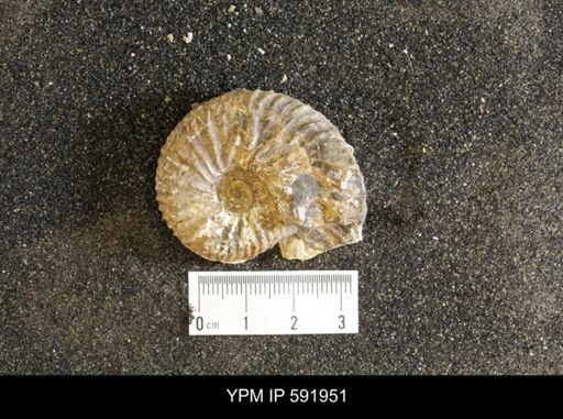 Jeletzkytes nebrascensis