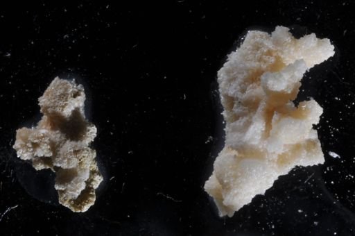Bryozoa