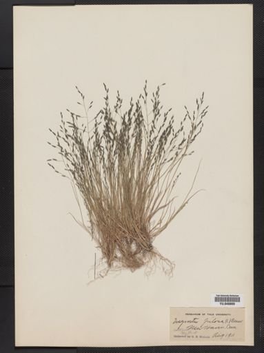 Eragrostis pilosa