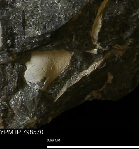 Nucula sp.