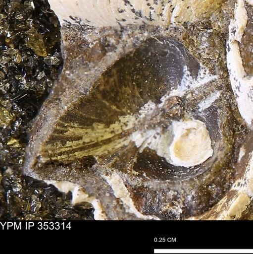 Limopsis striatopunctatus
