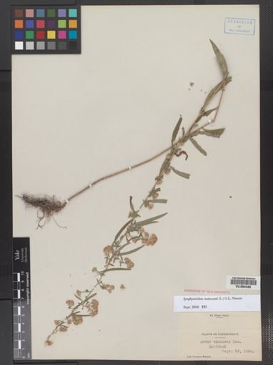 Symphyotrichum tradescantii