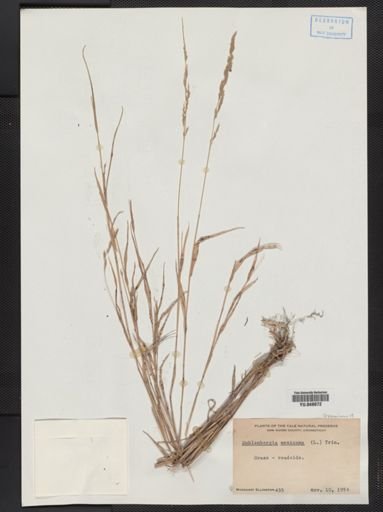 Muhlenbergia mexicana