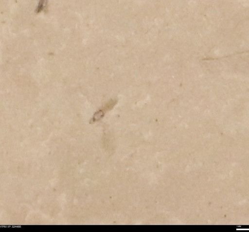 undet. Insecta