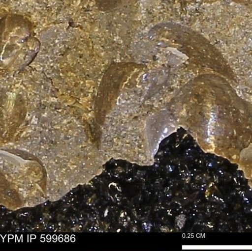 Protocardia subquadrata