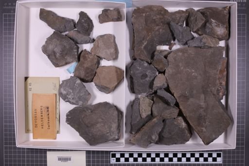mixed taxa, stratigraphic collection