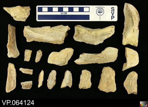 undet. Mosasauridae