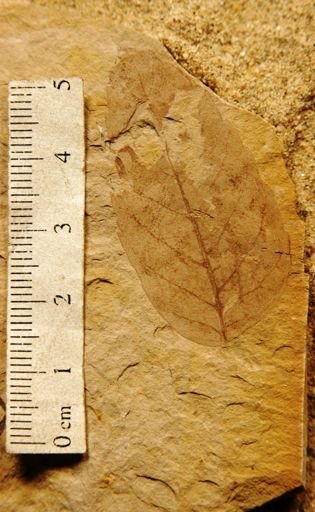 Acer minor