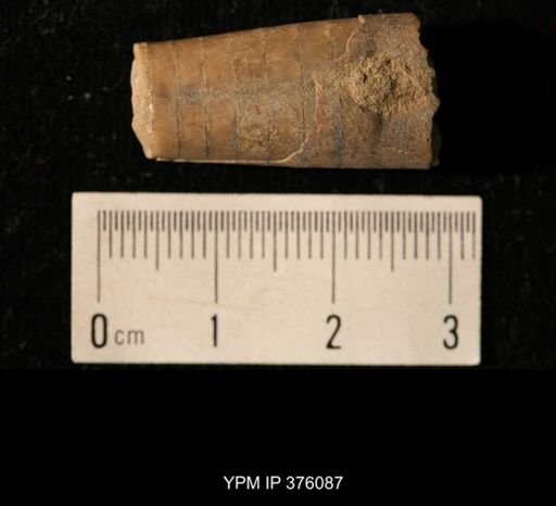Pseudorthoceras knoxense