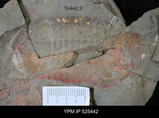 Asaphellus?