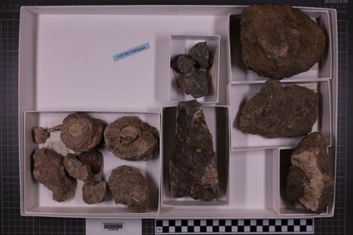 mixed taxa, stratigraphic collection