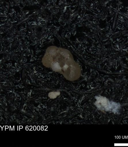 undet. Foraminiferida