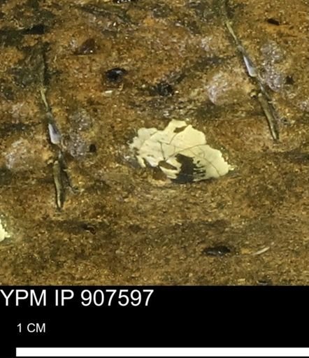 undet. Mollusca