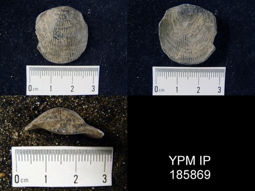 Atrypa reticularis