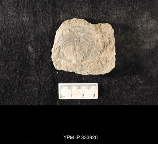 Echinoconchus vittata