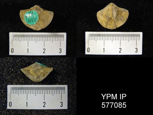 Spirifer whitneyi