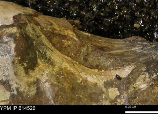 Mollusca?