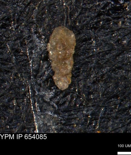 Verneuilina canadensis