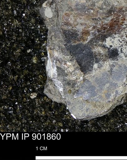 undet. Mollusca