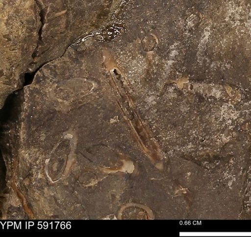 Serpulidae