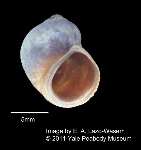 Littorina obtusata