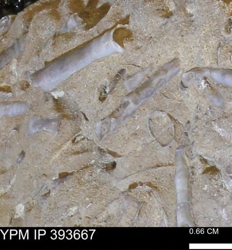 undet. Serpulidae
