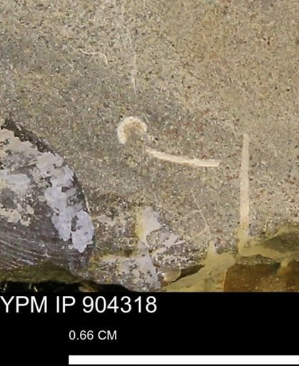 undet. Mollusca