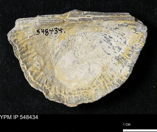 Stropheodonta kemperi