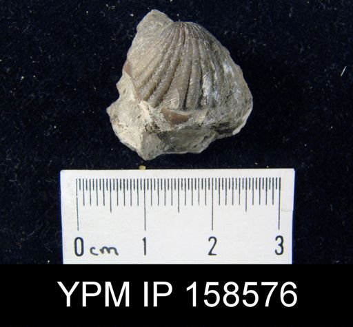 Rhynchotrema perlamellosa