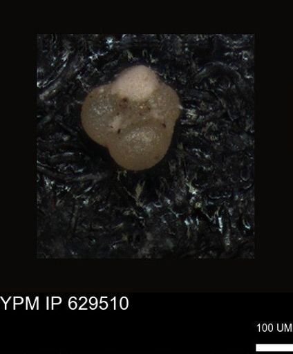 undet. Foraminiferida