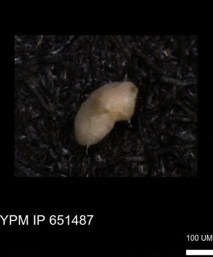 undet. Foraminiferida