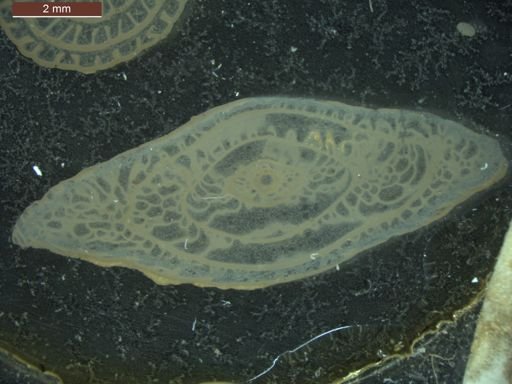 Pseudoschwagerina texana