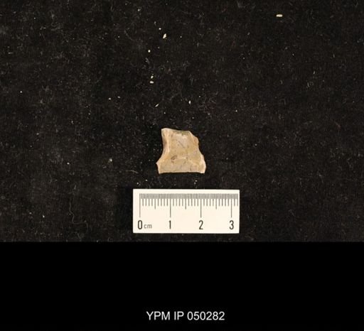 undet. Hexapoda