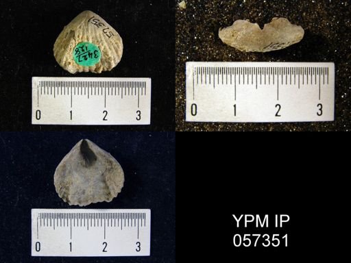 Uncinulus sp.
