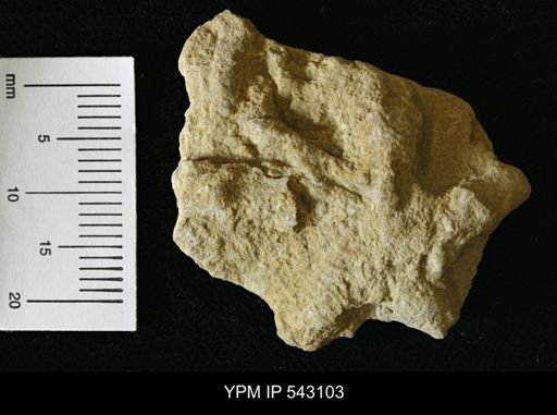 Asteriacites sp.