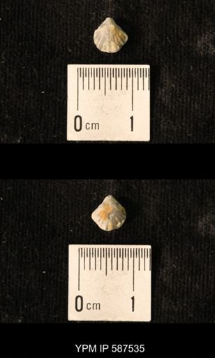 Camarotoechia whitei