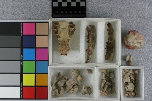 Daphoenus hartshornianus