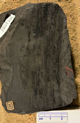 Calamites cannaeformis