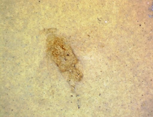undet. Hemiptera