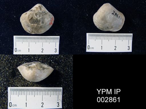 Crurithyris urei