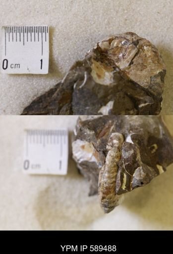 undet. Scaphitidae