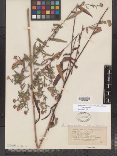 Symphyotrichum lanceolatum lanceolatum