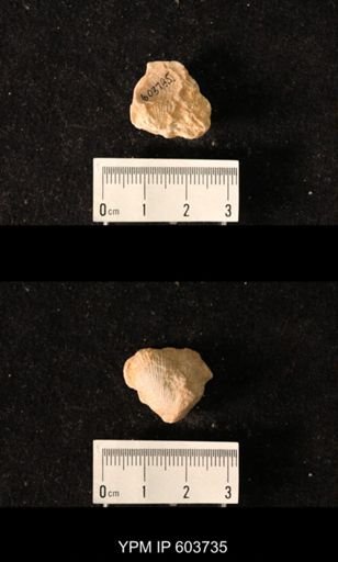 Productus sp.