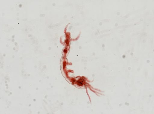 Caprella