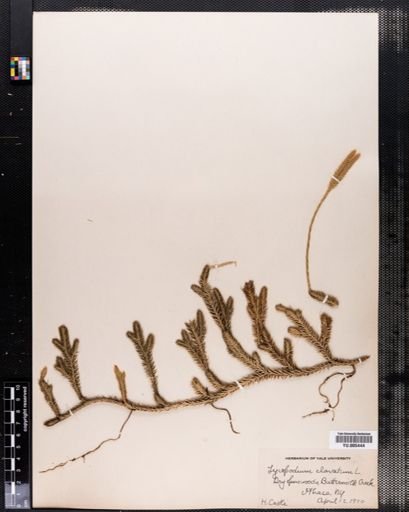 Lycopodium clavatum