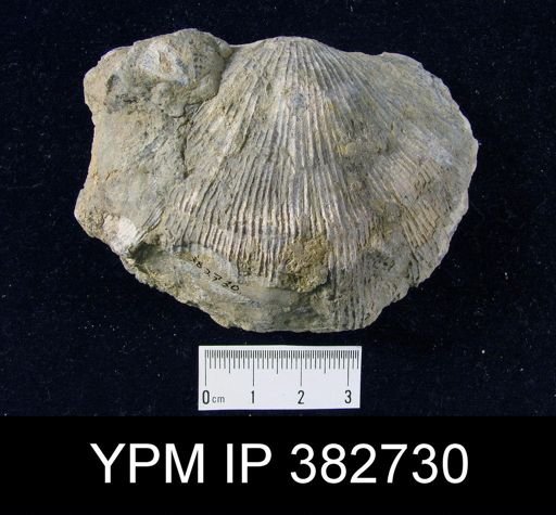 Stropheodonta concava
