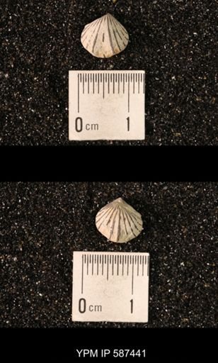 Camarotoechia whitei